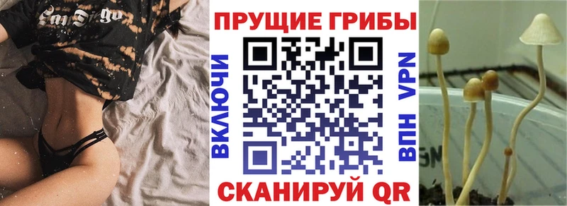 где купить наркоту  Наволоки  OMG ONION  Галлюциногенные грибы мухоморы 
